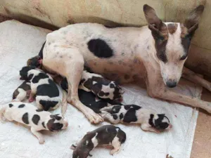 Cachorro raça Vira lata  idade 1 ano nome Pintadinha