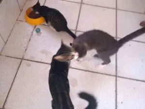 Gato raça SDR idade 2 a 6 meses nome Mirim
