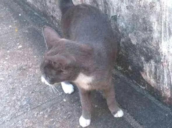 Gato ra a SDR idade 2 a 6 meses nome Misteriosa