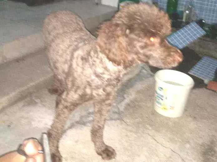 Cachorro ra a Poodle idade 2 anos nome Nina