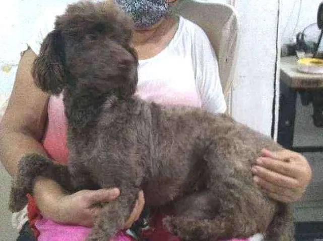 Cachorro ra a Poodle idade 2 anos nome Nina