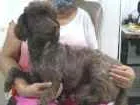 Cachorro raça Poodle idade 2 anos nome Nina