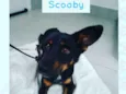 SCOOBY