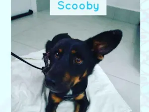Cachorro raça SRD-ViraLata idade 2 anos nome SCOOBY
