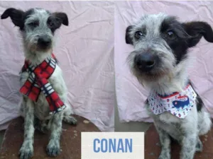 Cachorro raça SRD-ViraLata idade 7 a 11 meses nome CONAN