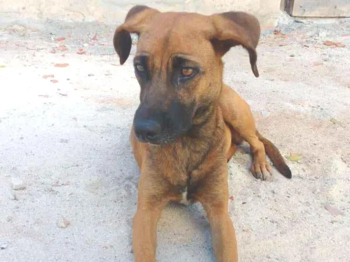 Cachorro ra a sem raça definida idade 1 ano nome Malú