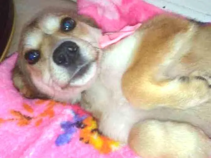 Cachorro ra a  idade 2 a 6 meses nome Não sei 