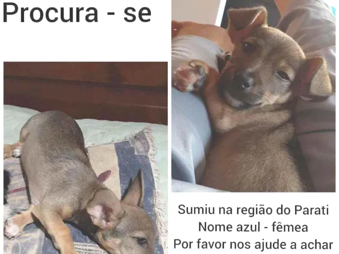 Cachorro ra a Vila lata idade 2 a 6 meses nome Azul