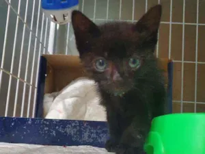 Gato raça SRD idade 2 a 6 meses nome Zana