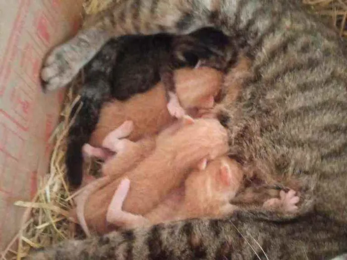 Gato ra a Comum idade Abaixo de 2 meses nome Gatinhos