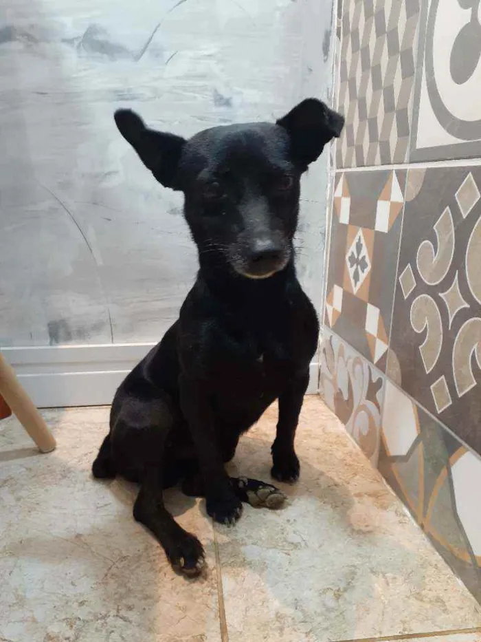 Cachorro raça Indefinida idade 3 anos nome Sem nome