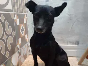 Cachorro raça Indefinida idade 3 anos nome Sem nome