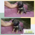 FLÁVIO