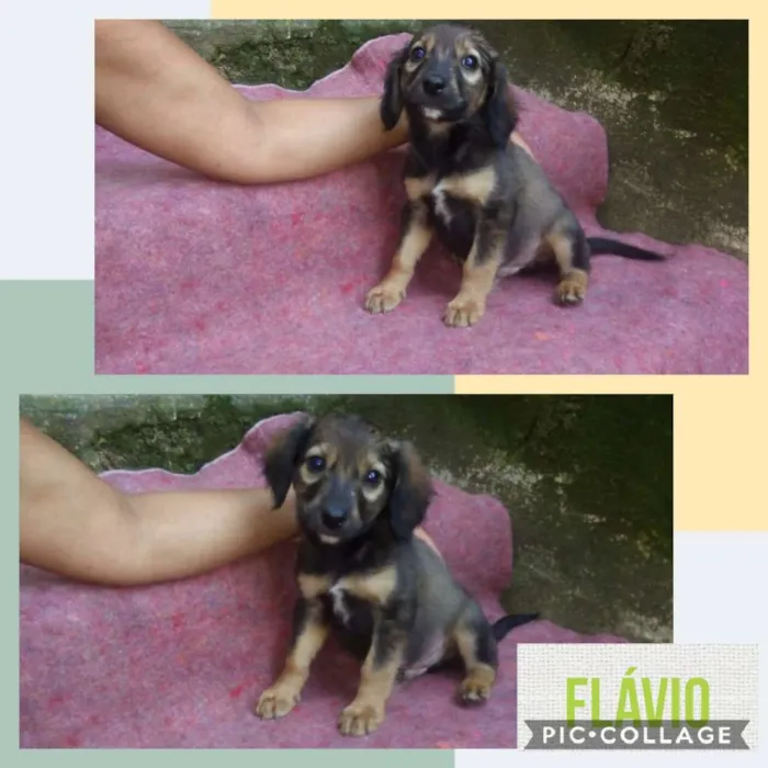 Cachorro ra a SRD-ViraLata idade 2 a 6 meses nome FLÁVIO