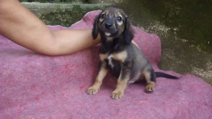 Cachorro ra a SRD-ViraLata idade 2 a 6 meses nome FLÁVIO