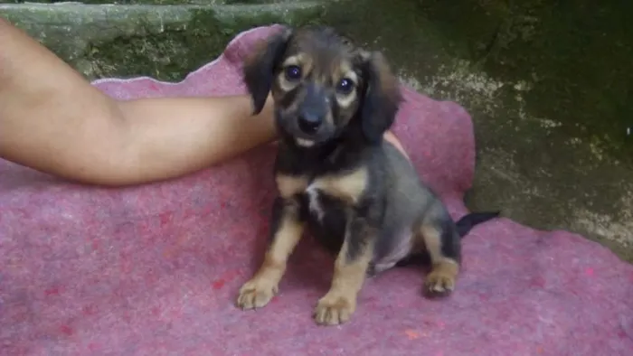Cachorro ra a SRD-ViraLata idade 2 a 6 meses nome FLÁVIO