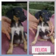 FELÍCIA