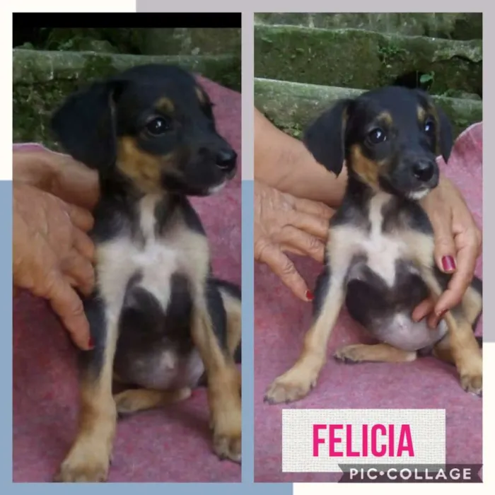 Cachorro ra a SRD-ViraLata idade 2 a 6 meses nome FELÍCIA