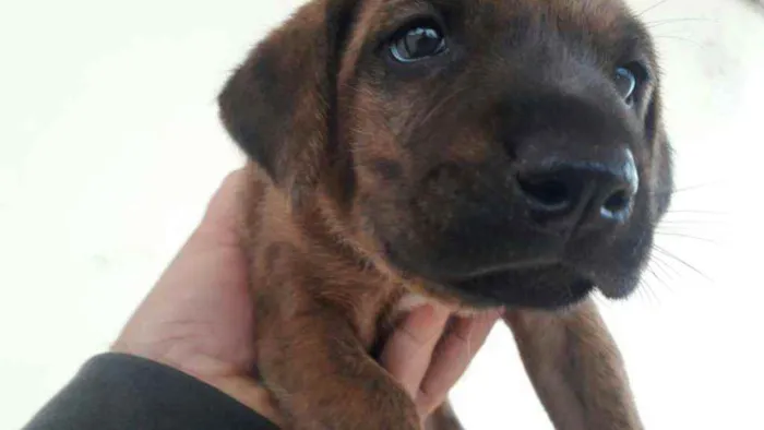 Cachorro ra a Srd idade Abaixo de 2 meses nome Sem nome