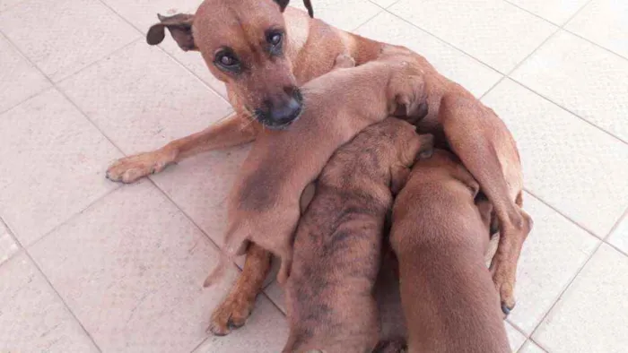 Cachorro ra a Srd idade Abaixo de 2 meses nome Sem nome