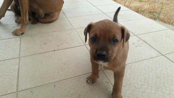 Cachorro ra a Srd idade Abaixo de 2 meses nome Sem nome