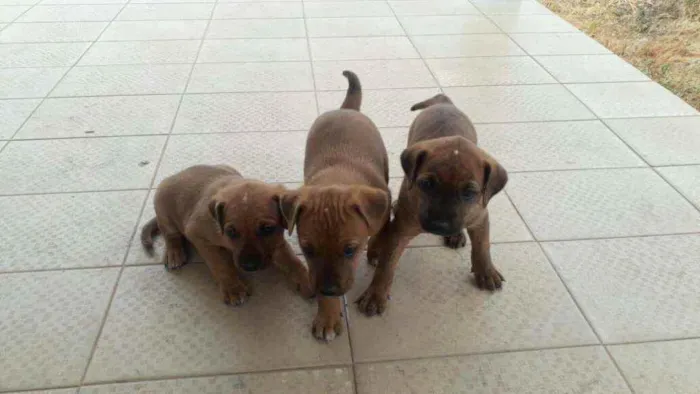 Cachorro ra a Srd idade Abaixo de 2 meses nome Sem nome