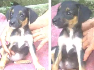 Cachorro raça SRD-ViraLata idade 2 a 6 meses nome FELÍCIA