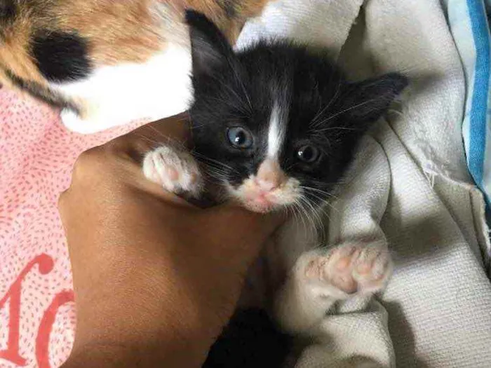 Gato ra a  idade Abaixo de 2 meses nome Panda