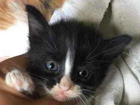 Gato ra a  idade Abaixo de 2 meses nome Panda