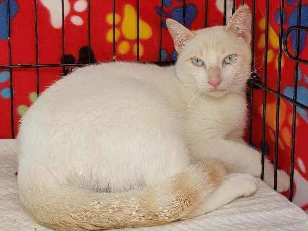 Gato ra a Srd idade 1 ano nome Galileu