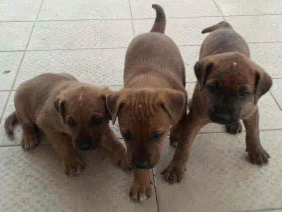 Cachorro ra a Srd idade Abaixo de 2 meses nome Sem nome