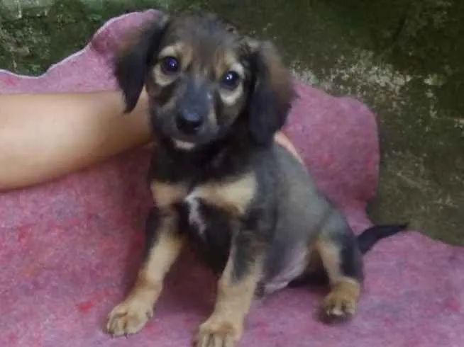 Cachorro ra a SRD-ViraLata idade 2 a 6 meses nome FLÁVIO