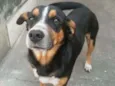 Spayker