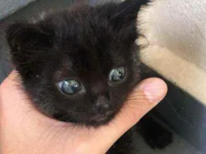 Gato raça Vira lata idade Abaixo de 2 meses nome Neguinha
