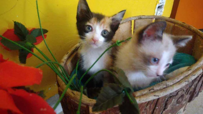 Gato ra a Srd idade Abaixo de 2 meses nome Contato por whatszap