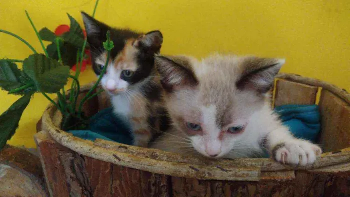 Gato ra a Srd idade Abaixo de 2 meses nome Contato por whatszap