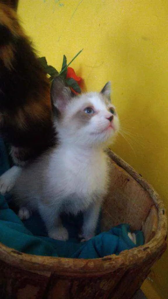 Gato ra a Srd idade Abaixo de 2 meses nome Contato por whatszap