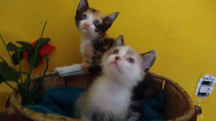 Gato ra a Srd idade Abaixo de 2 meses nome Contato por whatszap