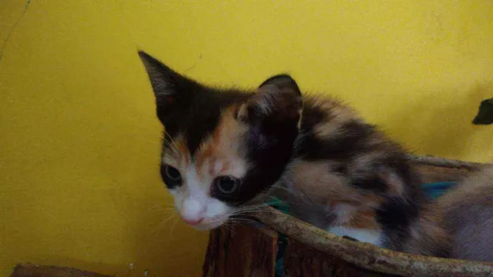 Gato ra a Srd idade Abaixo de 2 meses nome Contato por whatszap