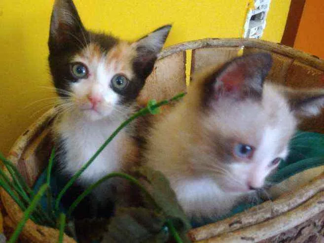 Gato ra a Srd idade Abaixo de 2 meses nome Contato por whatszap