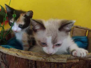 Gato raça Srd idade Abaixo de 2 meses nome Contato por whatszap