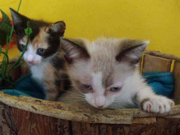 Gato ra a Srd idade Abaixo de 2 meses nome Contato por whatszap