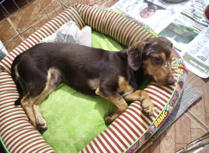 Cachorro ra a Mestiço  idade 1 ano nome Luke 