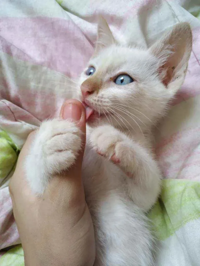 Gato ra a Sem raça  idade Abaixo de 2 meses nome Branquinho lindo