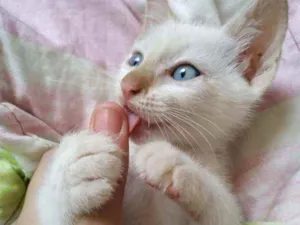 Gato raça Sem raça  idade Abaixo de 2 meses nome Branquinho lindo