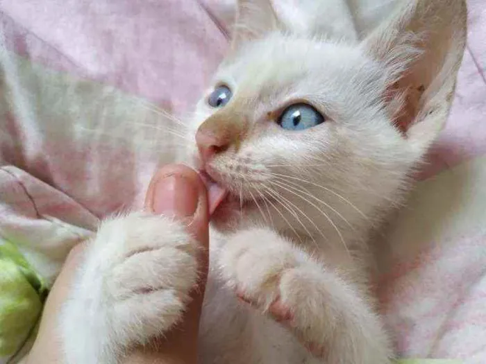 Gato ra a Sem raça  idade Abaixo de 2 meses nome Branquinho lindo