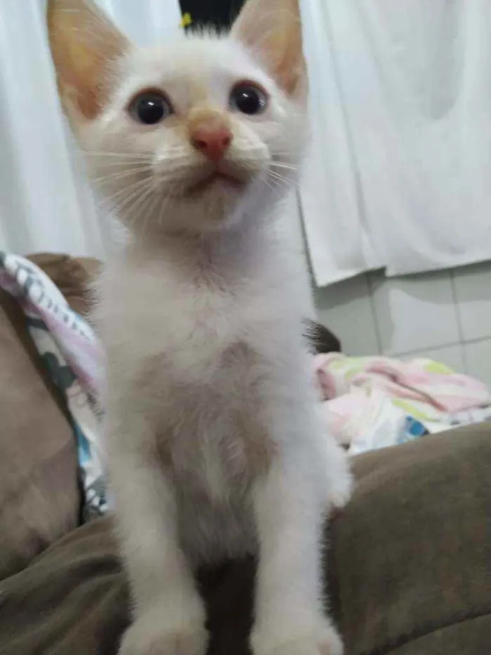Gato ra a Sem raça  idade Abaixo de 2 meses nome Branquinho lindo