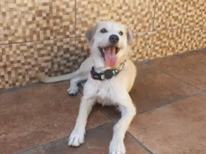 Cachorro raça SRD idade 2 anos nome Duff
