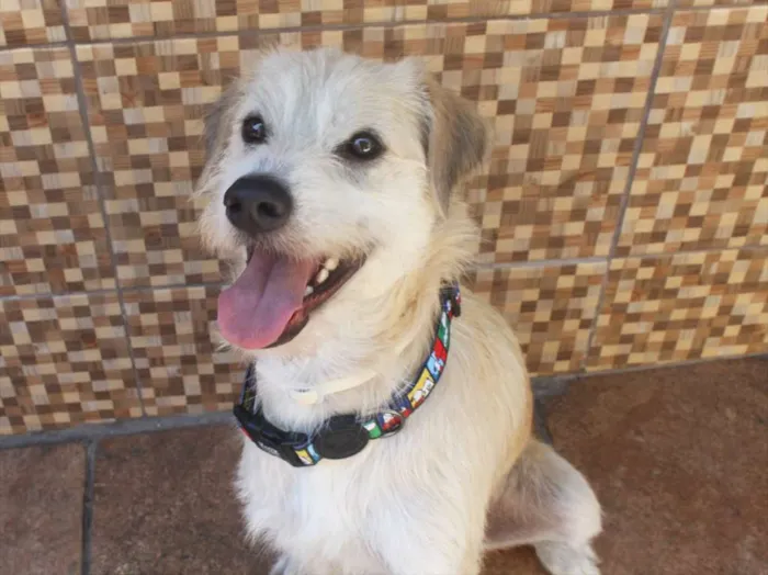 Cachorro raça SRD idade 2 anos nome Duff
