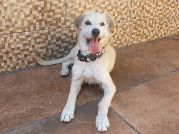 Cachorro raça SRD idade 2 anos nome Duff